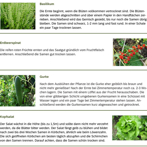 Link zum PDF "Tipps zur Ernte"